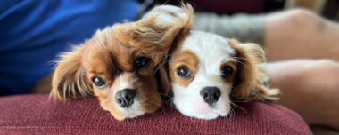 Learn about us and King Charles Cavalier Spaniel Breed